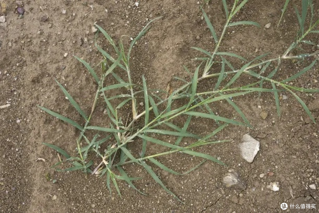 身边的“草木江湖”:那些眼熟却叫不出名的路边植物