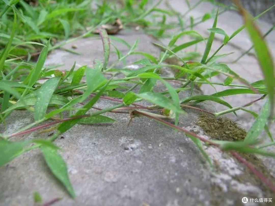 身边的“草木江湖”:那些眼熟却叫不出名的路边植物