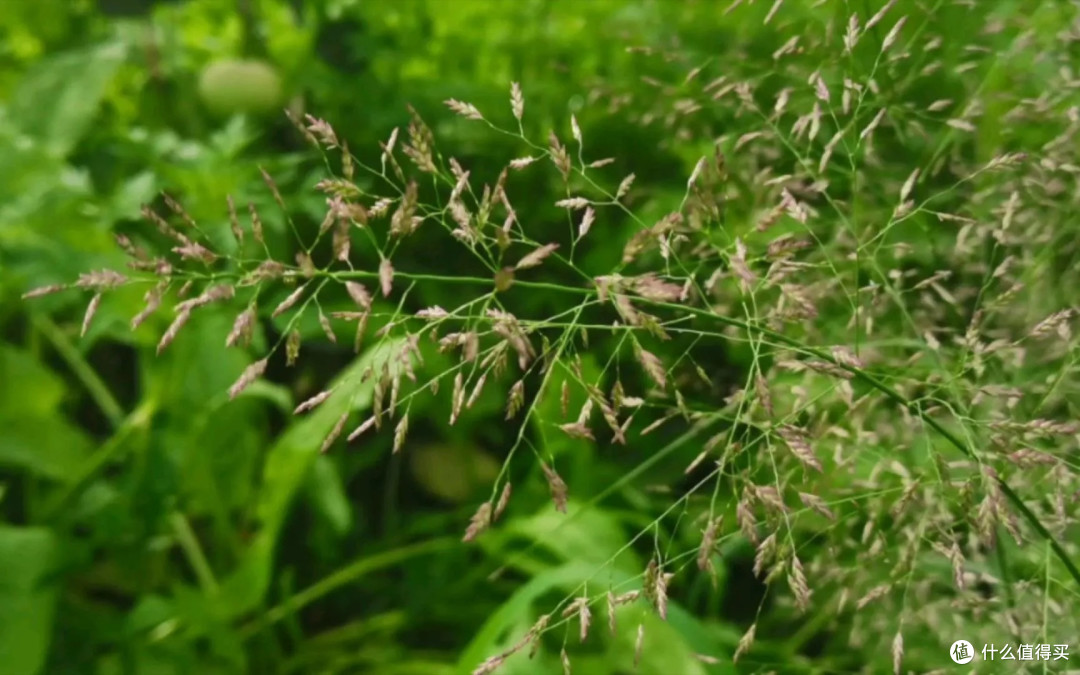 身边的“草木江湖”:那些眼熟却叫不出名的路边植物