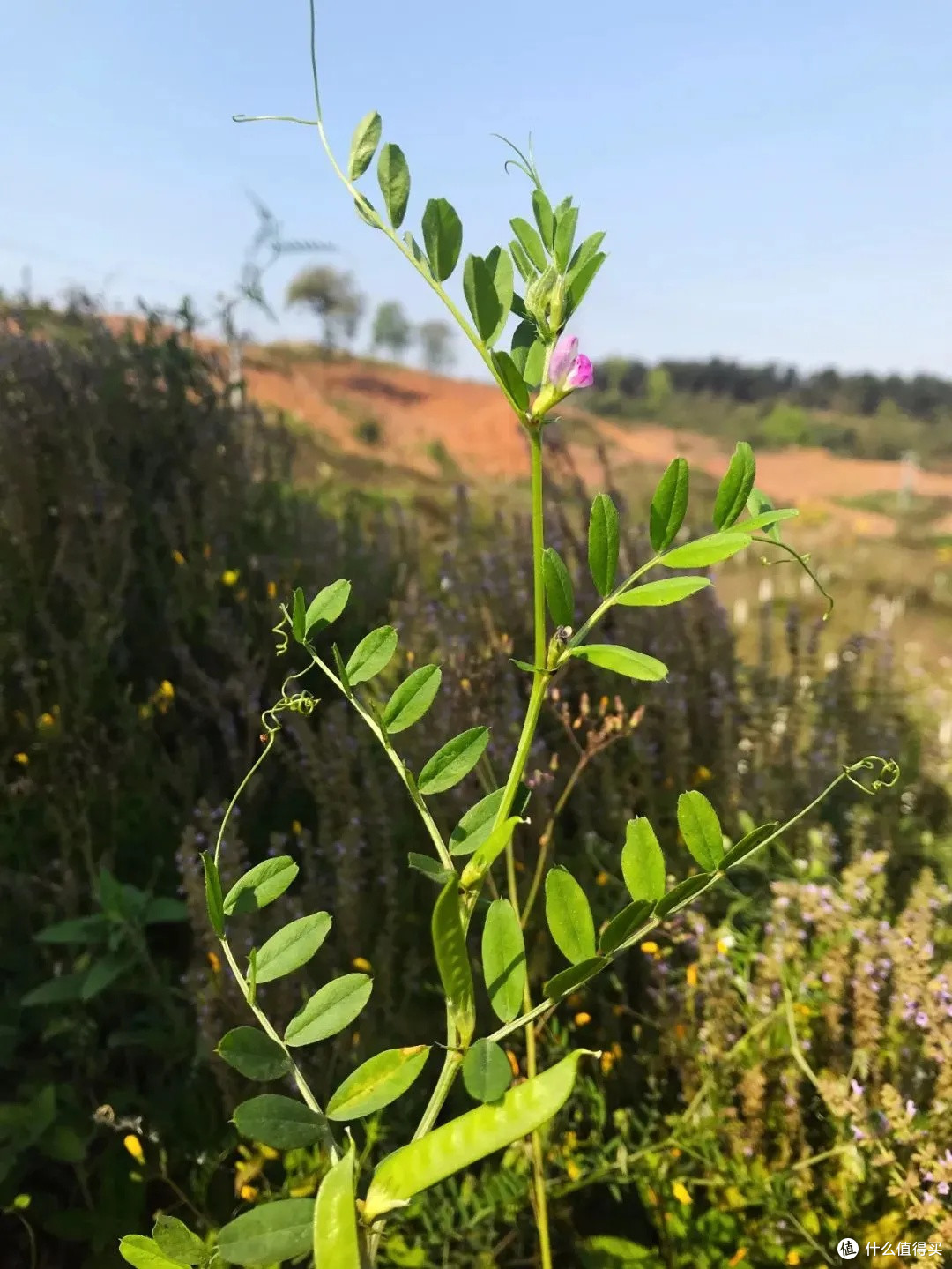 身边的“草木江湖”:那些眼熟却叫不出名的路边植物