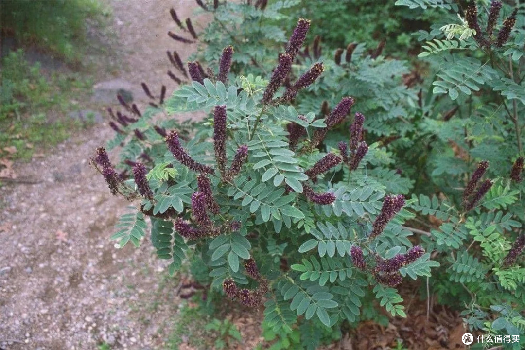 身边的“草木江湖”:那些眼熟却叫不出名的路边植物