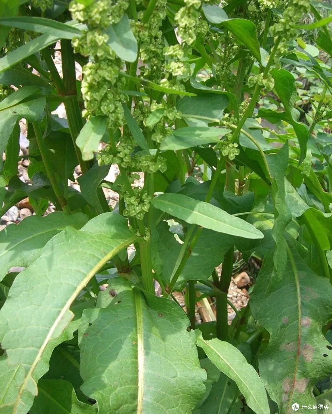 身边的“草木江湖”:那些眼熟却叫不出名的路边植物