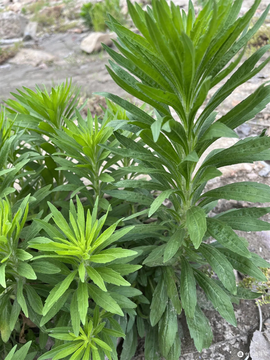 身边的“草木江湖”:那些眼熟却叫不出名的路边植物