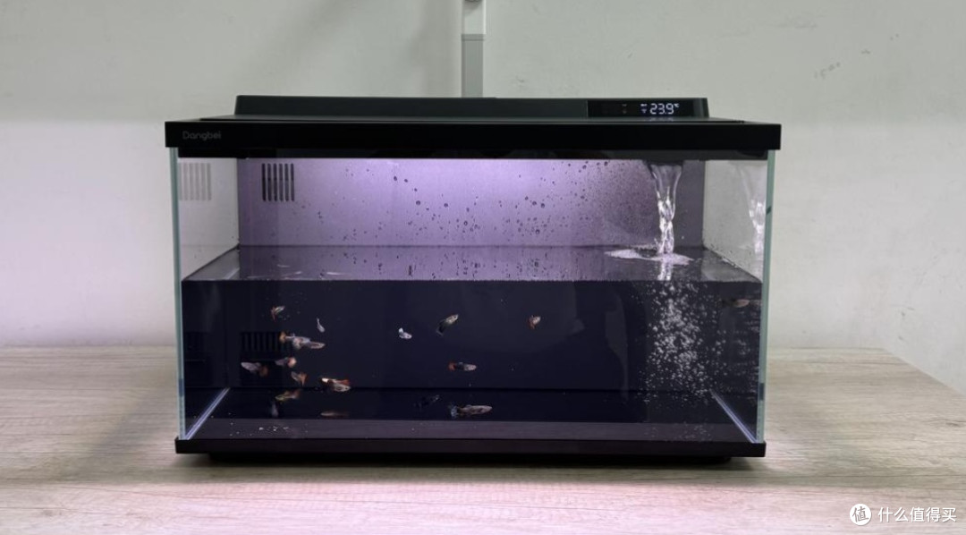 新手实测当贝2S Ultra智能鱼缸:新手懒人养鱼真的可以零翻车