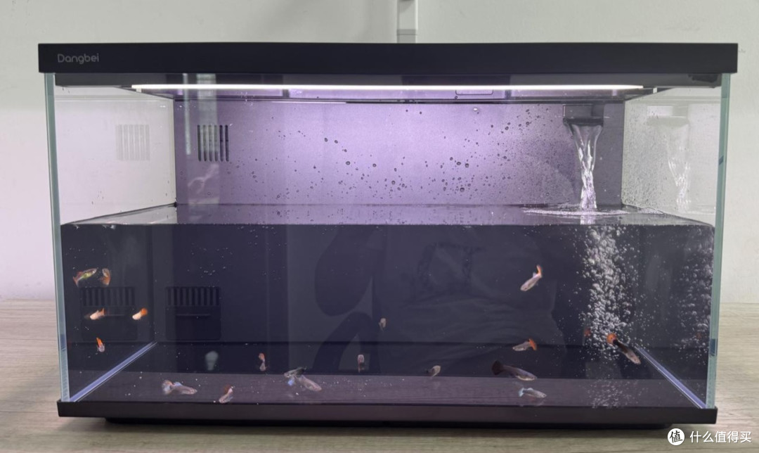 新手实测当贝2S Ultra智能鱼缸:新手懒人养鱼真的可以零翻车