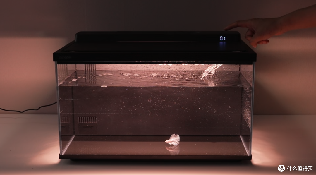 新手实测当贝2S Ultra智能鱼缸:新手懒人养鱼真的可以零翻车