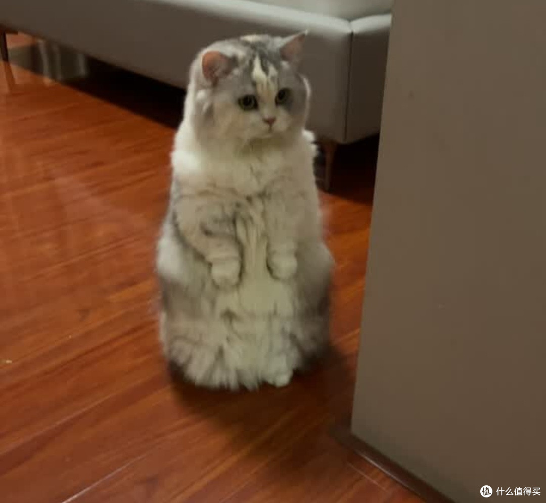 玻璃胃猫咪福音,这款鲜肉猫粮轻松养好肠道