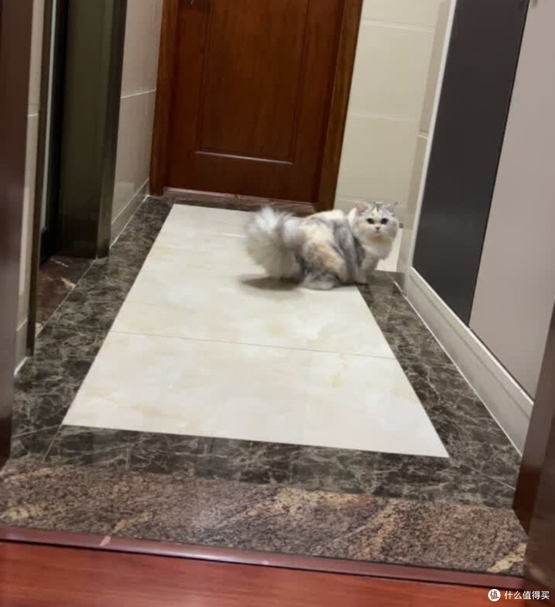 玻璃胃猫咪福音,这款鲜肉猫粮轻松养好肠道