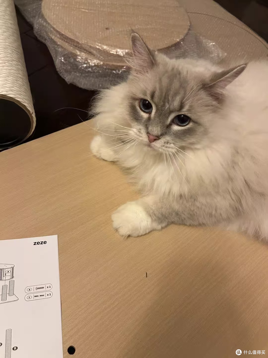 准时跳上卧室的窗台,蹲在那里看星星的猫猫。