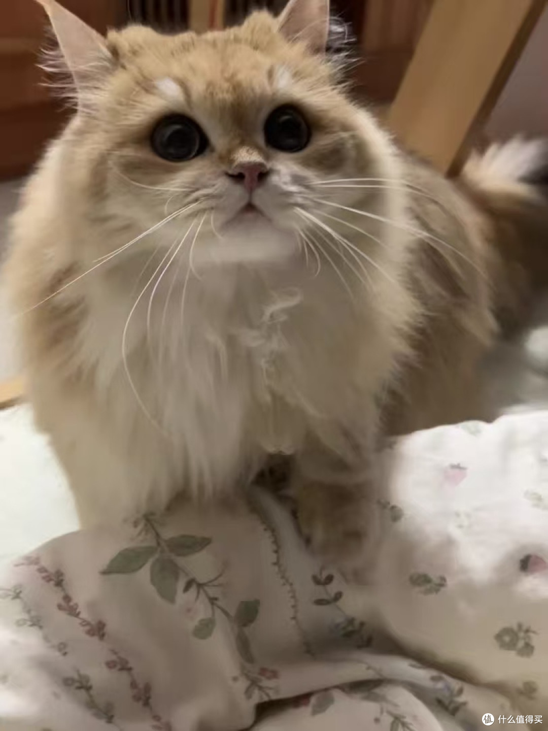 准时跳上卧室的窗台,蹲在那里看星星的猫猫。