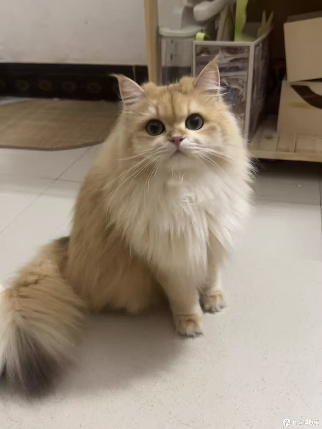 准时跳上卧室的窗台,蹲在那里看星星的猫猫。