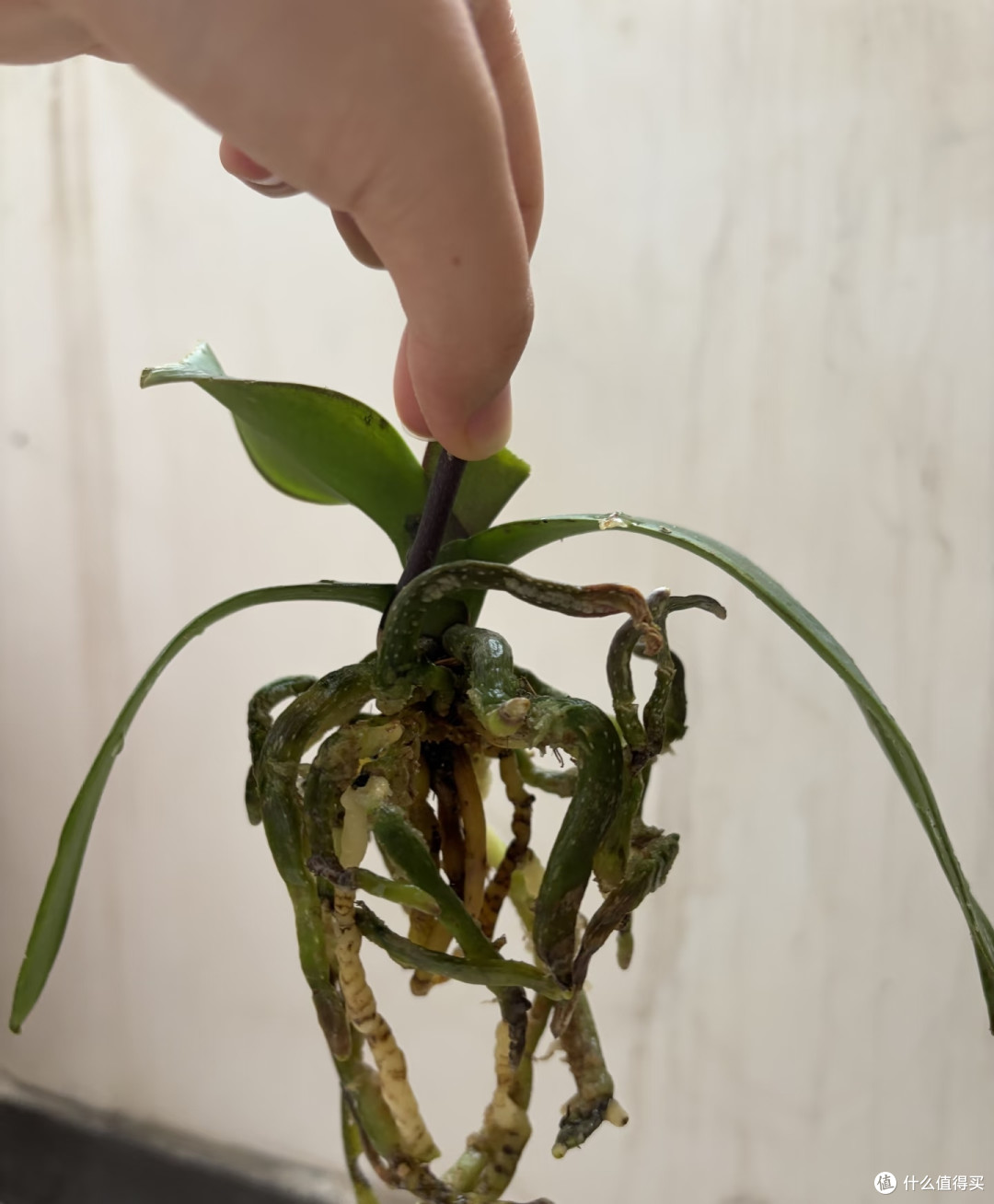 端午后蝴蝶兰有“4怕”,避开了,嗖嗖猛蹿肥根芽