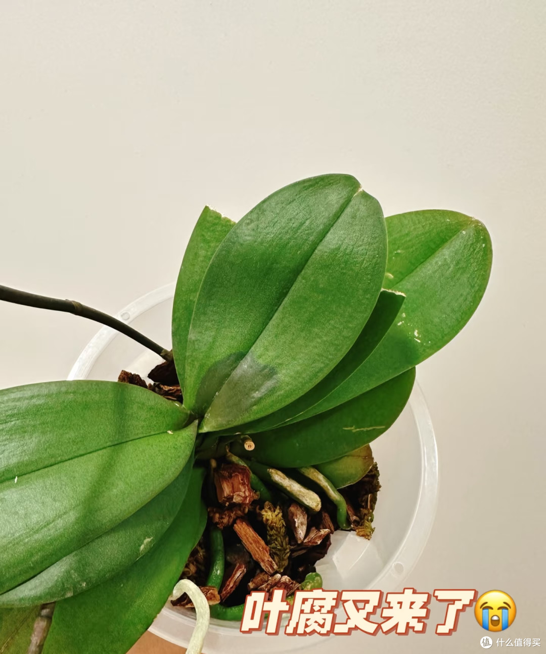 端午后蝴蝶兰有“4怕”,避开了,嗖嗖猛蹿肥根芽
