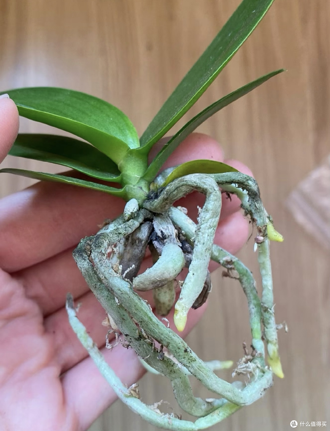端午后蝴蝶兰有“4怕”,避开了,嗖嗖猛蹿肥根芽