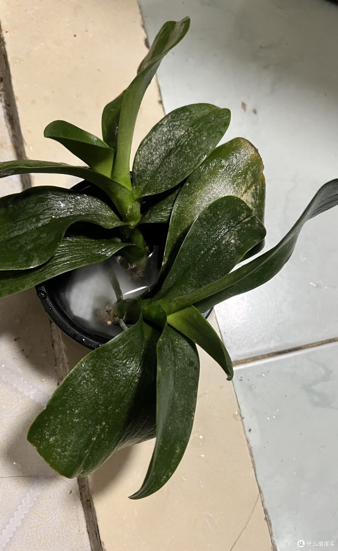 端午后蝴蝶兰有“4怕”,避开了,嗖嗖猛蹿肥根芽
