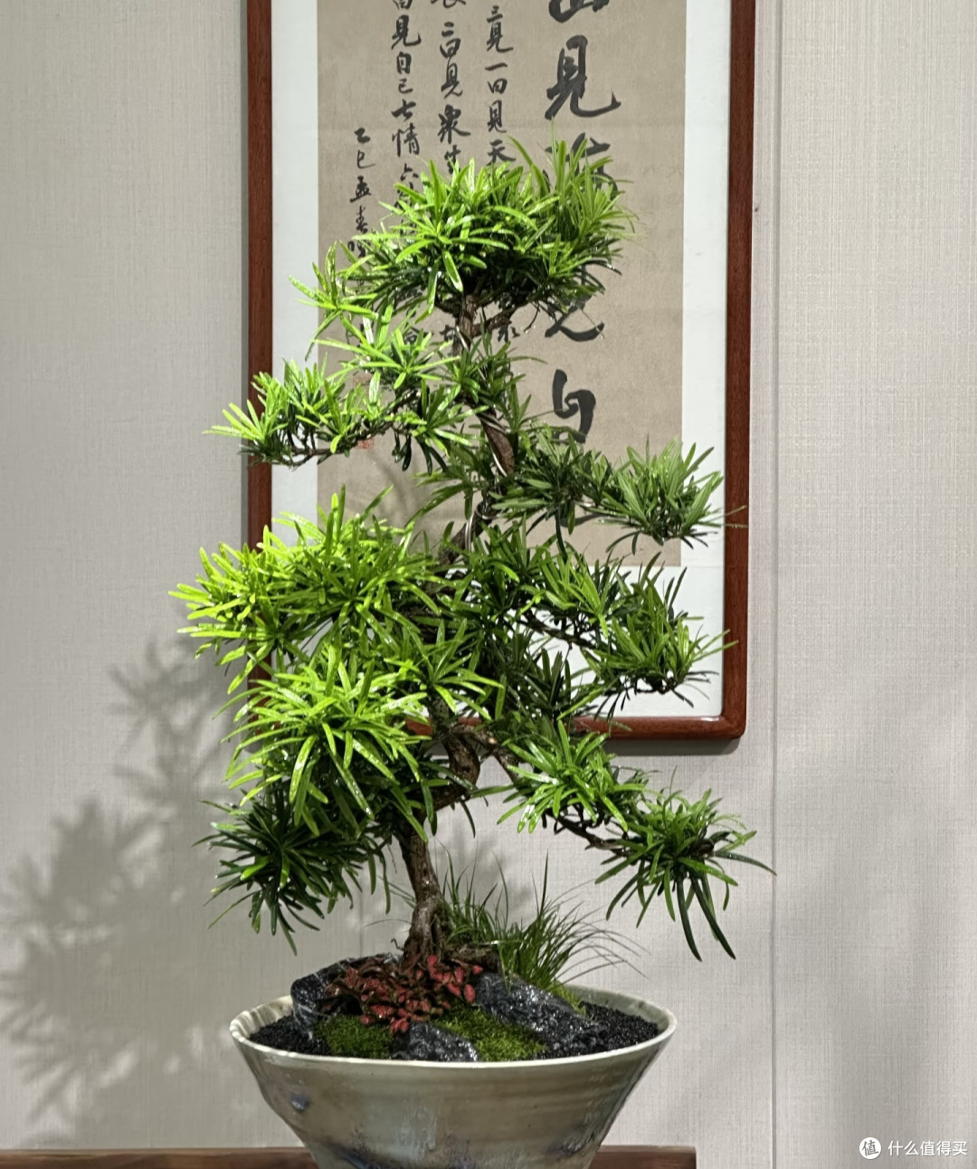 5种可当“传家宝”的花,轻松实现“一花传三代,人走花还在”