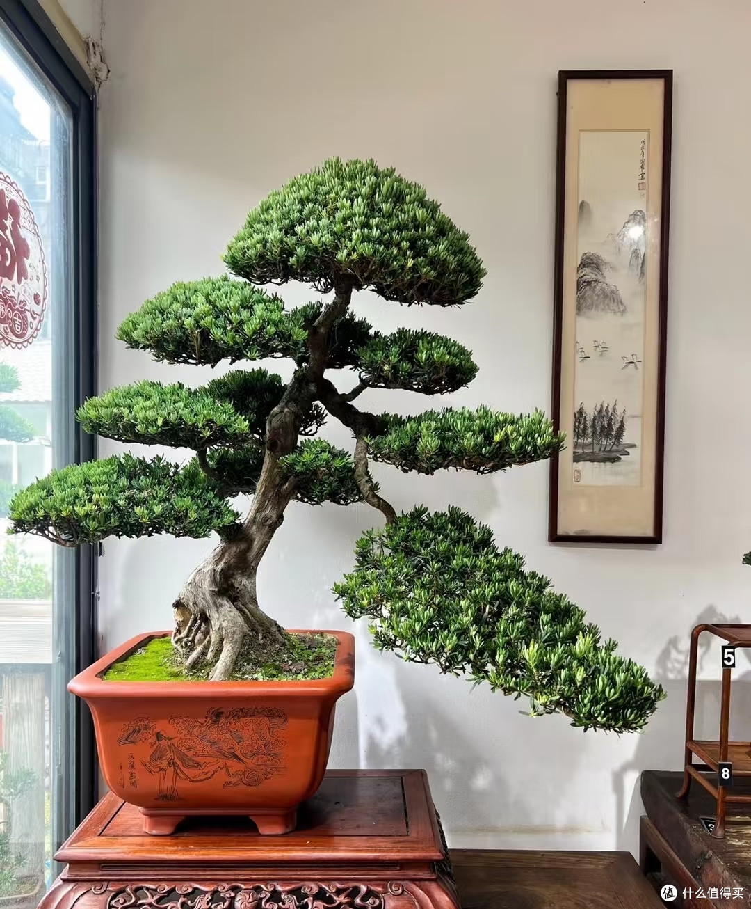 5种可当“传家宝”的花,轻松实现“一花传三代,人走花还在”