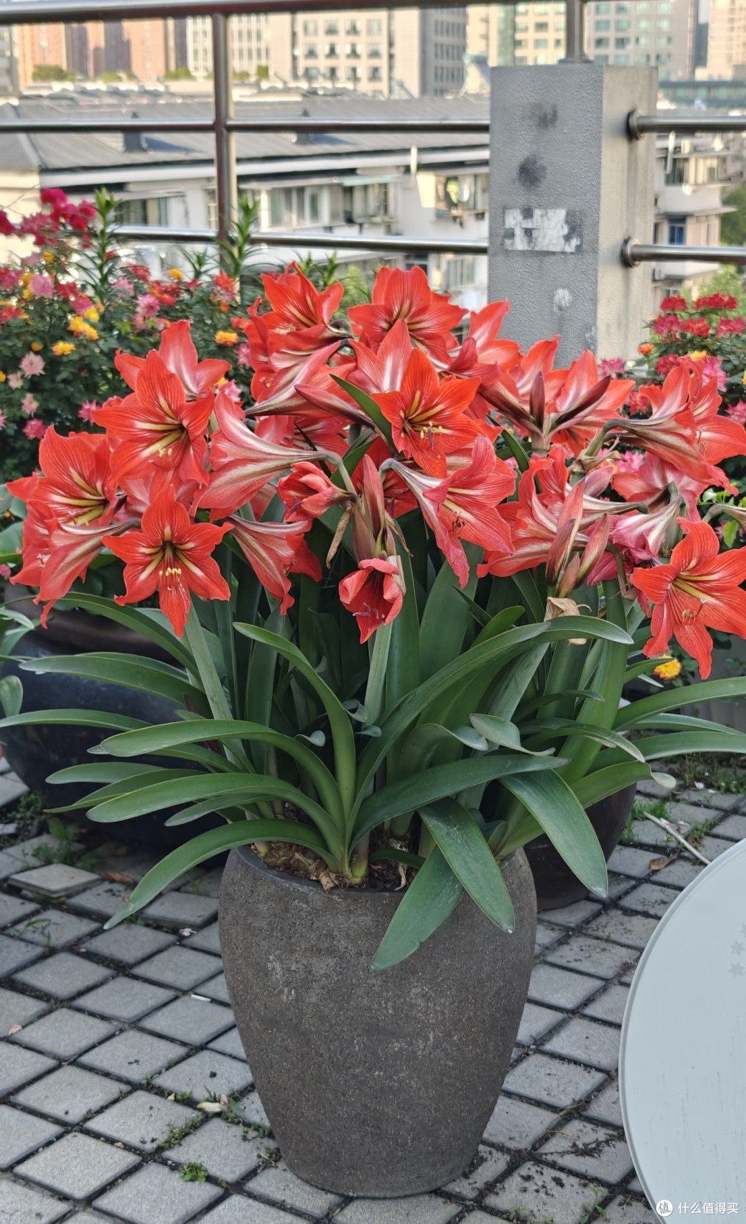 5种可当“传家宝”的花,轻松实现“一花传三代,人走花还在”