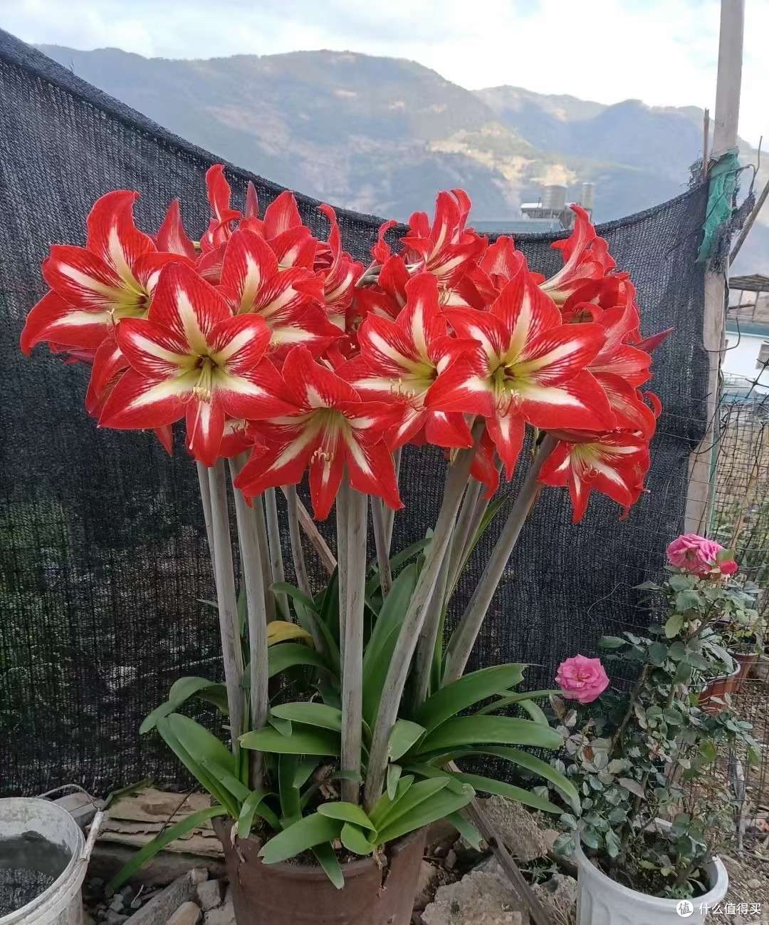 5种可当“传家宝”的花,轻松实现“一花传三代,人走花还在”
