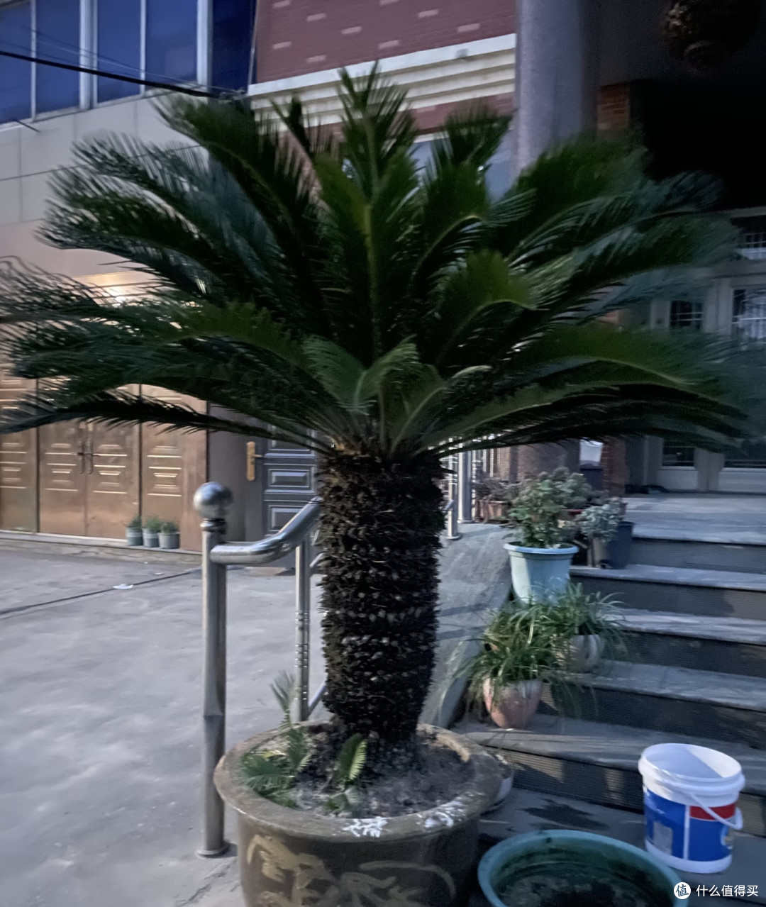 5种可当“传家宝”的花,轻松实现“一花传三代,人走花还在”