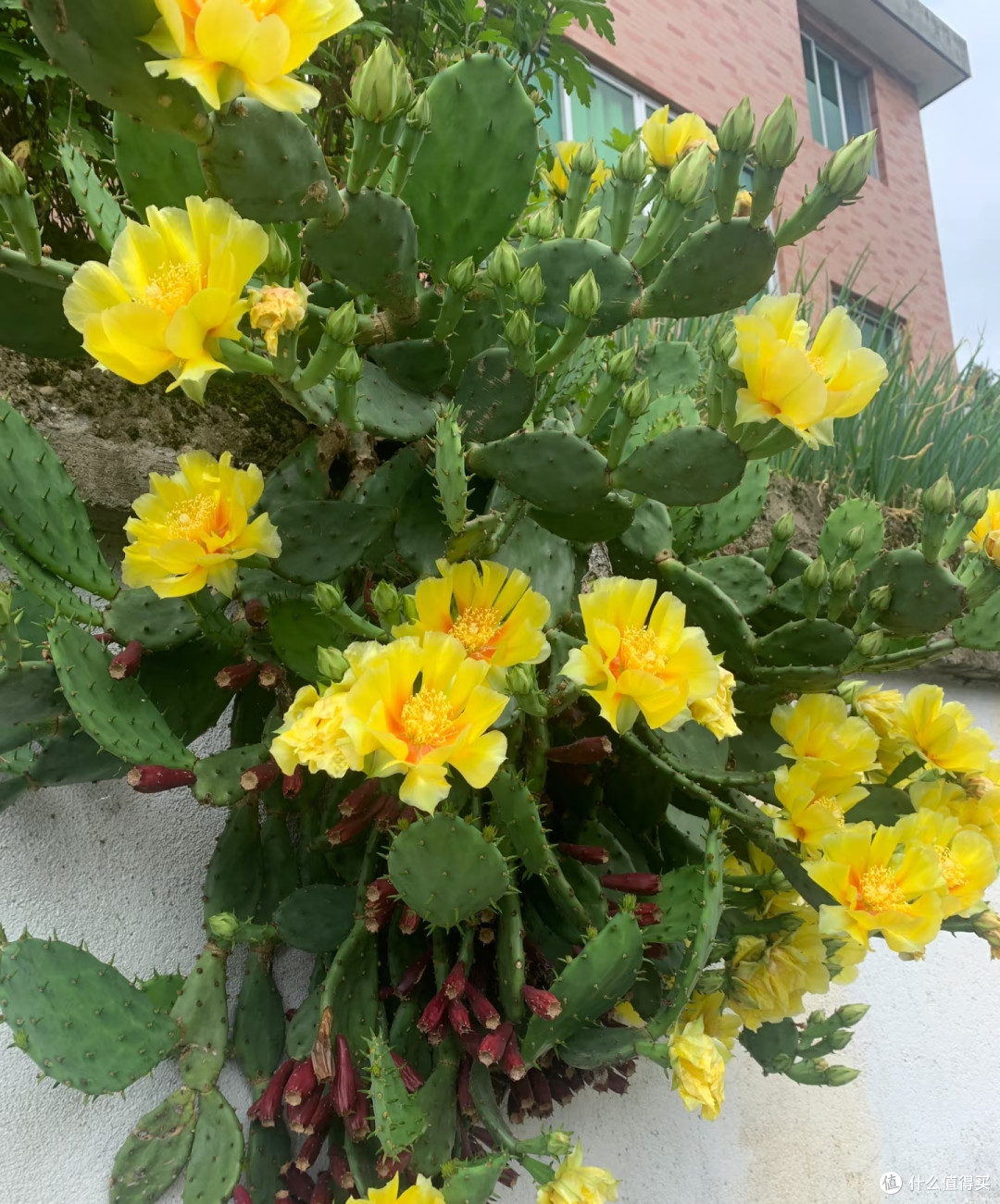 5种可当“传家宝”的花,轻松实现“一花传三代,人走花还在”
