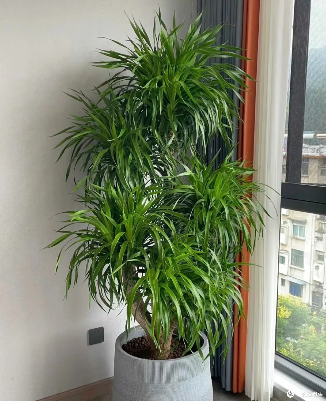 5种可当“传家宝”的花,轻松实现“一花传三代,人走花还在”