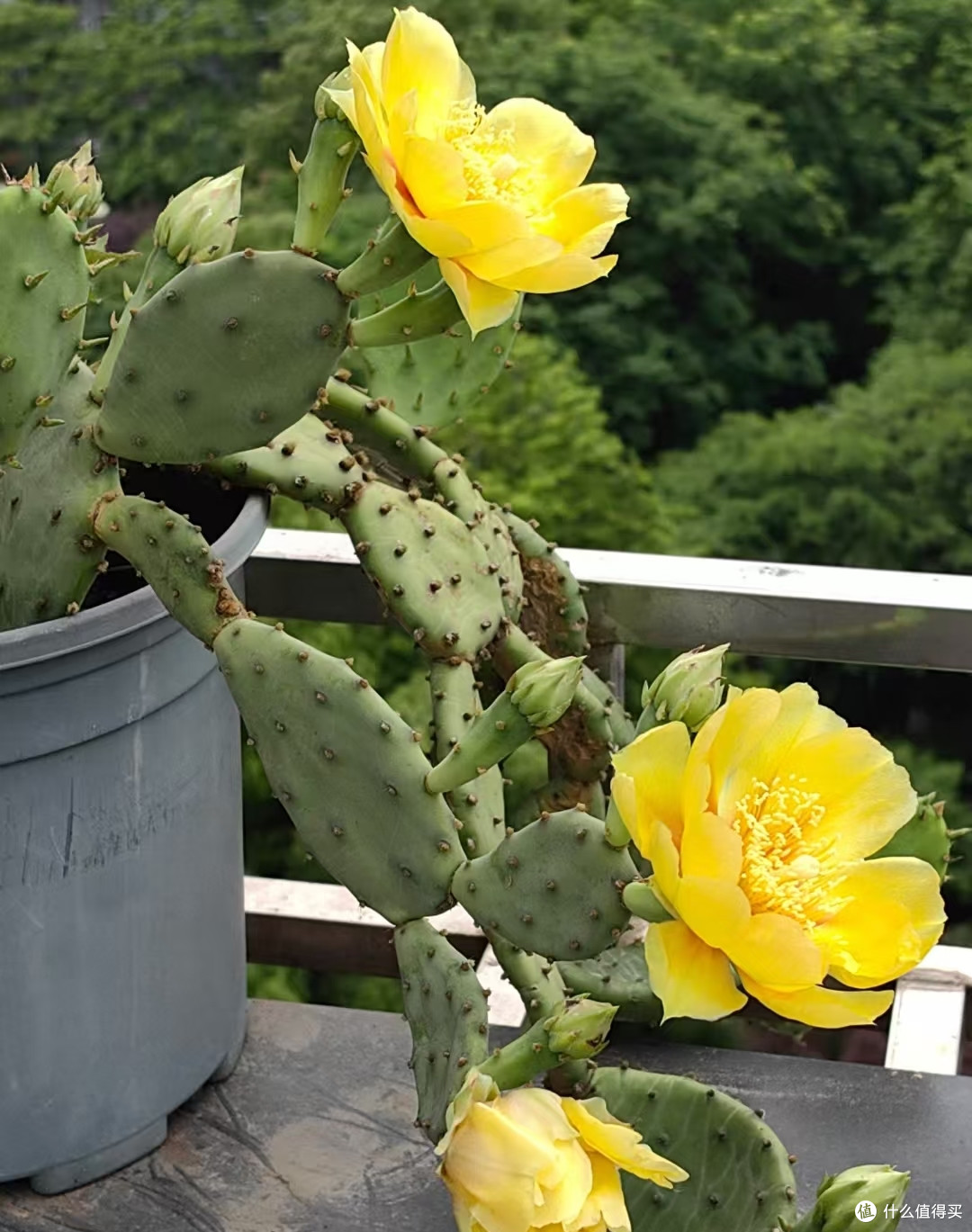 5种可当“传家宝”的花,轻松实现“一花传三代,人走花还在”