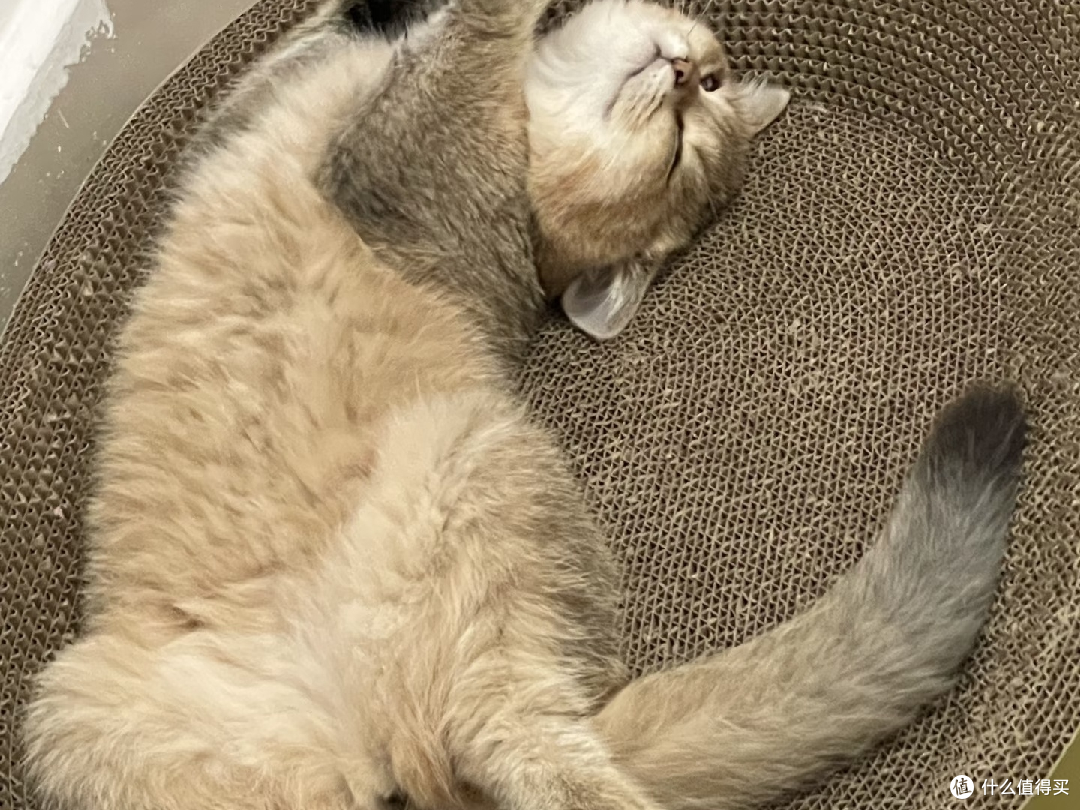 618猫粮换粮体验:两款烘焙夹心粮对比