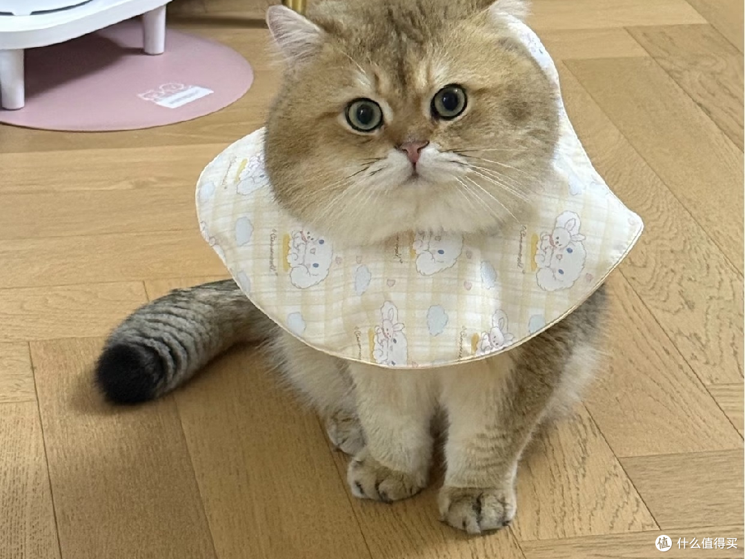 断零食与定时喂养改善猫饮食