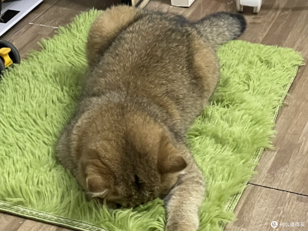 断零食与定时喂养改善猫饮食