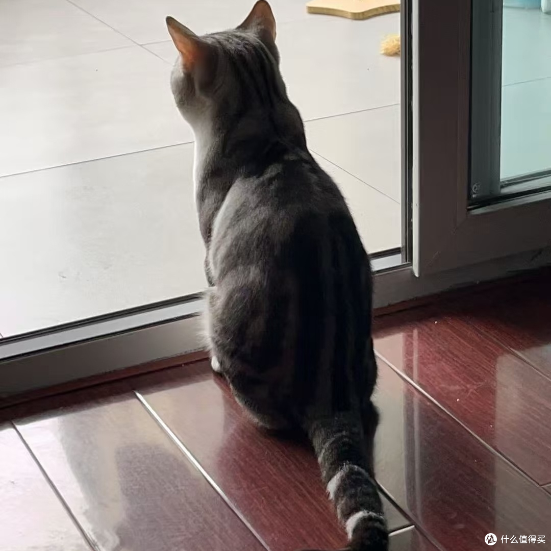 断零食与定时喂养改善猫饮食