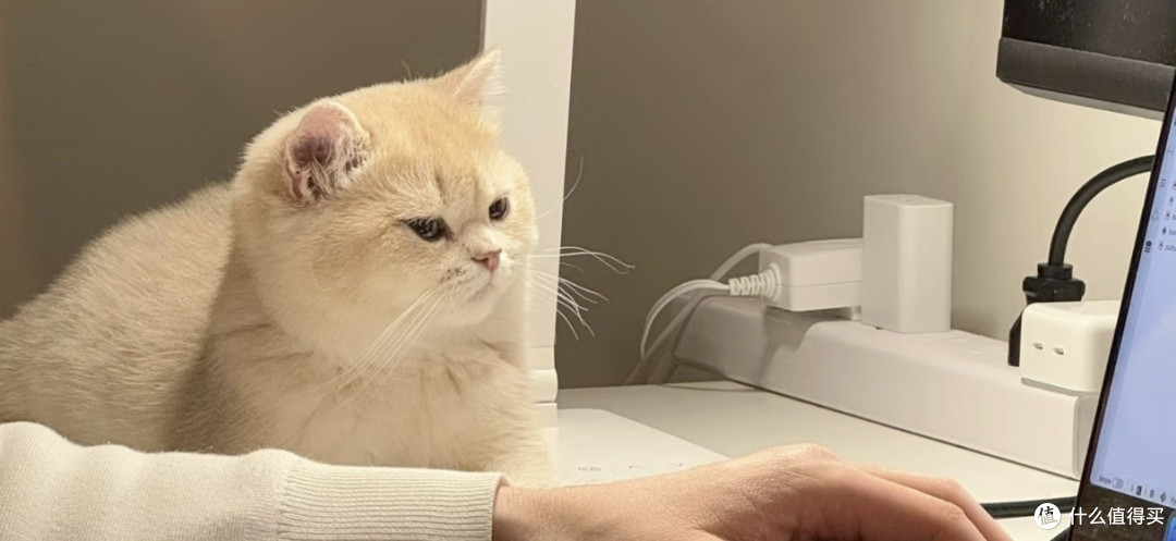 我家猫真的很会生活 被小猫的松弛感狠狠治愈了