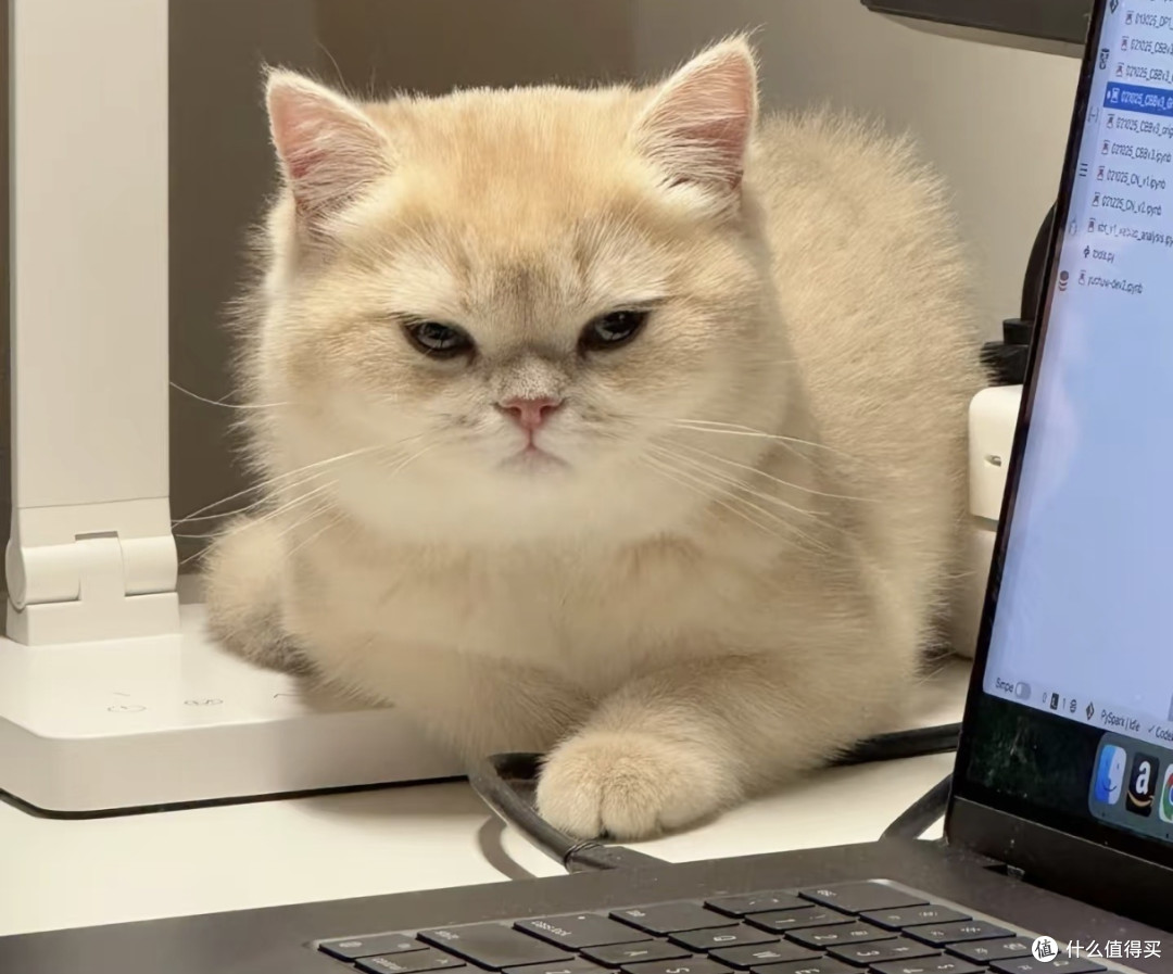 我家猫真的很会生活 被小猫的松弛感狠狠治愈了