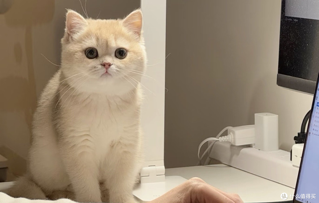 我家猫真的很会生活 被小猫的松弛感狠狠治愈了
