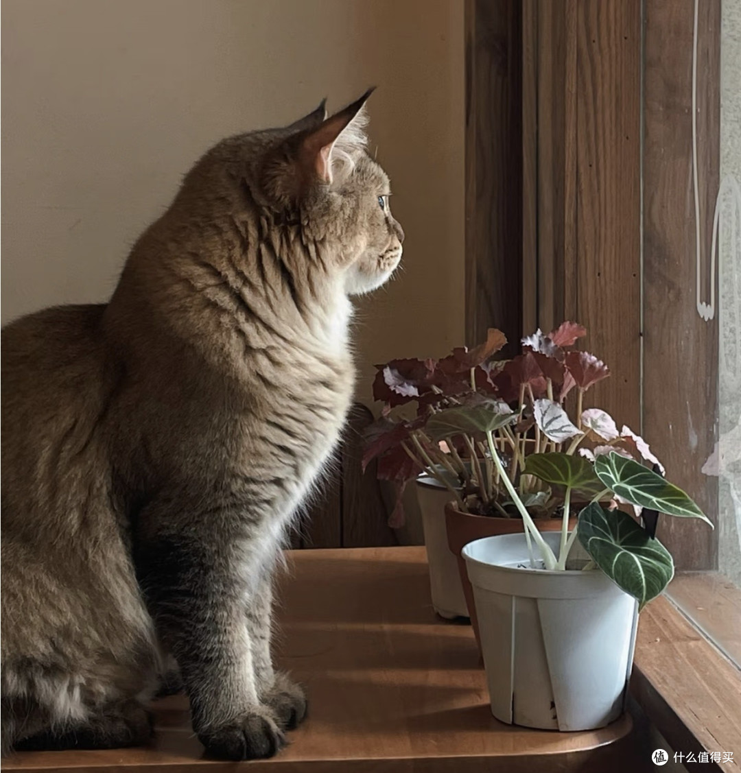 我家猫真的很会生活 小猫的松弛,治愈了我所有紧绷