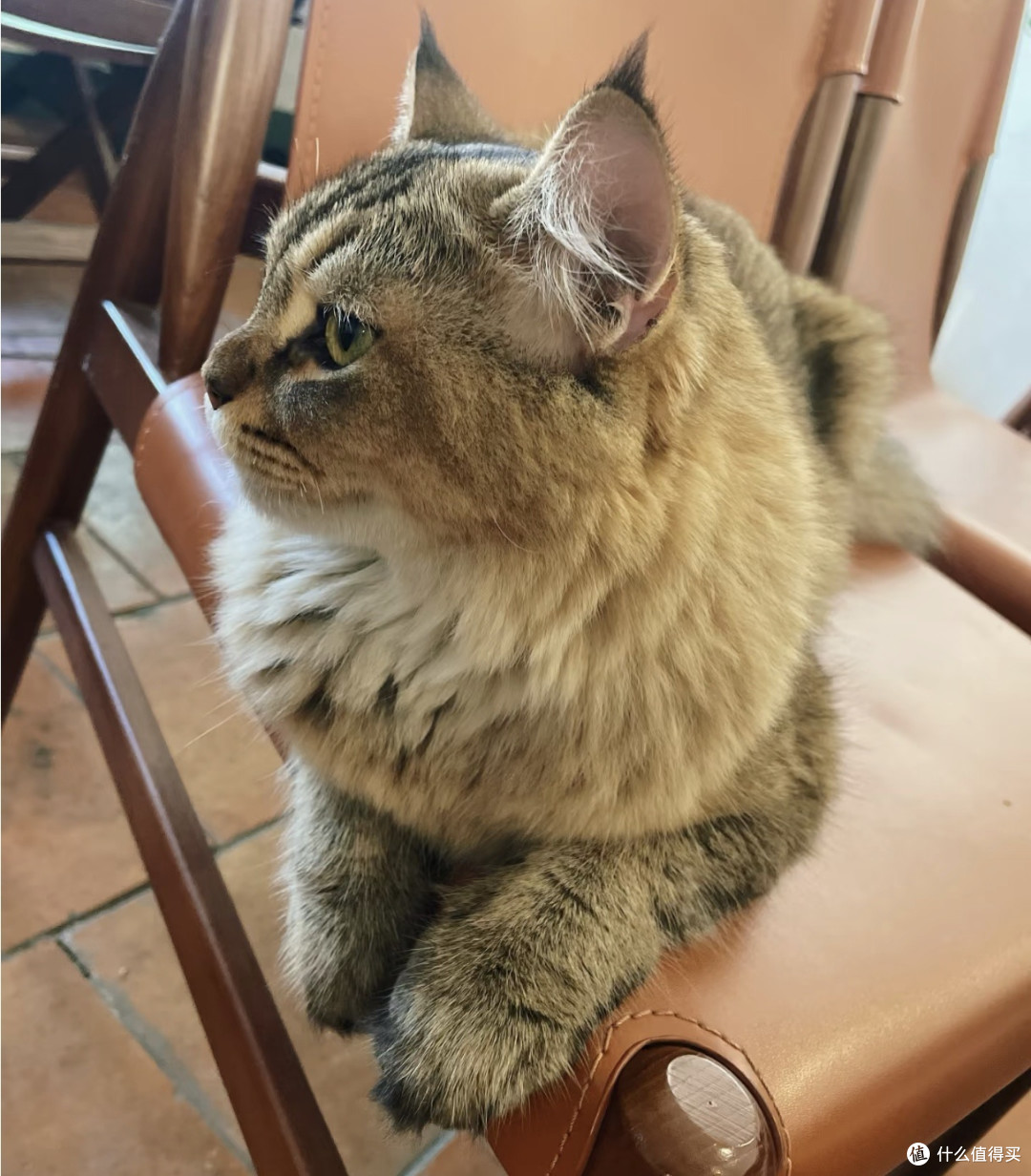 我家猫真的很会生活 小猫的松弛,治愈了我所有紧绷