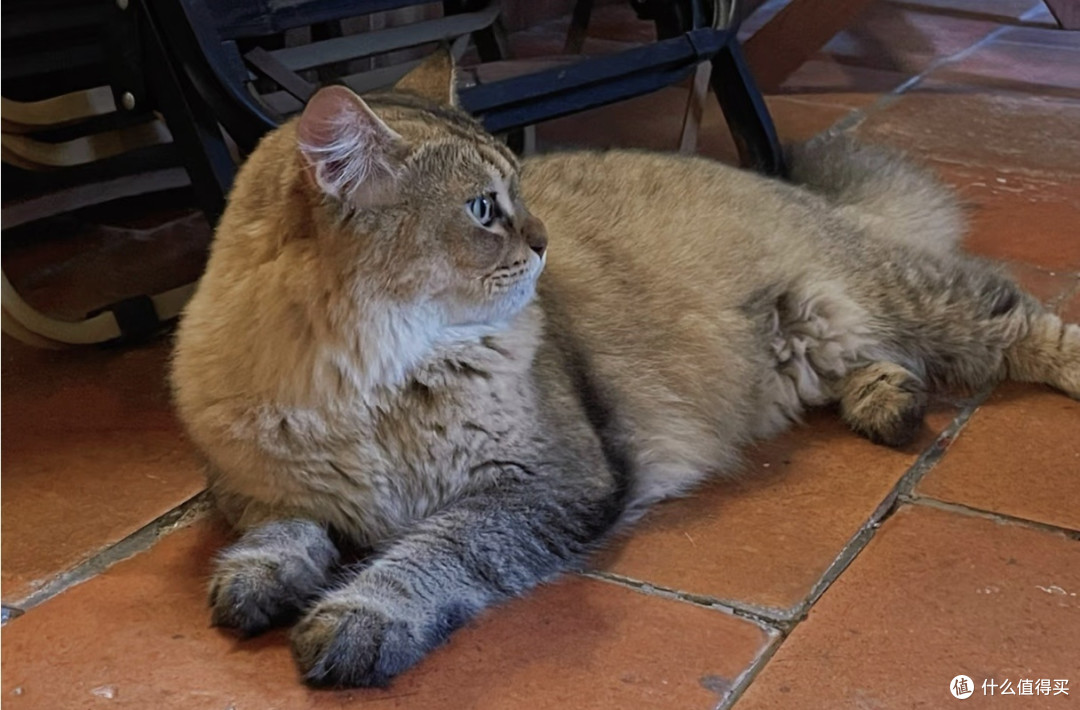 我家猫真的很会生活 小猫的松弛，治愈了我所有紧绷