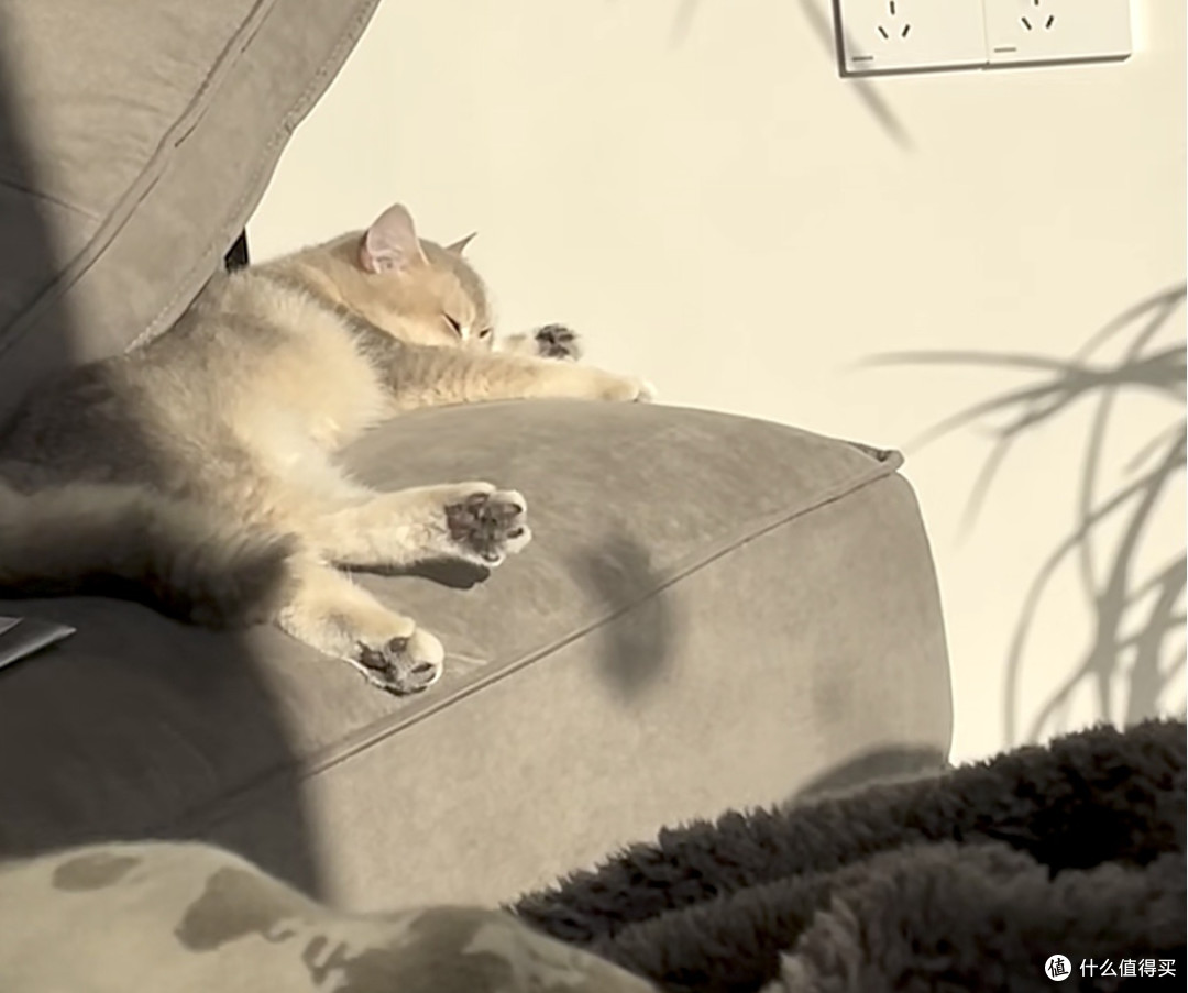 我家猫真的很会生活 跟着小懒猫，学会好好和自己和解