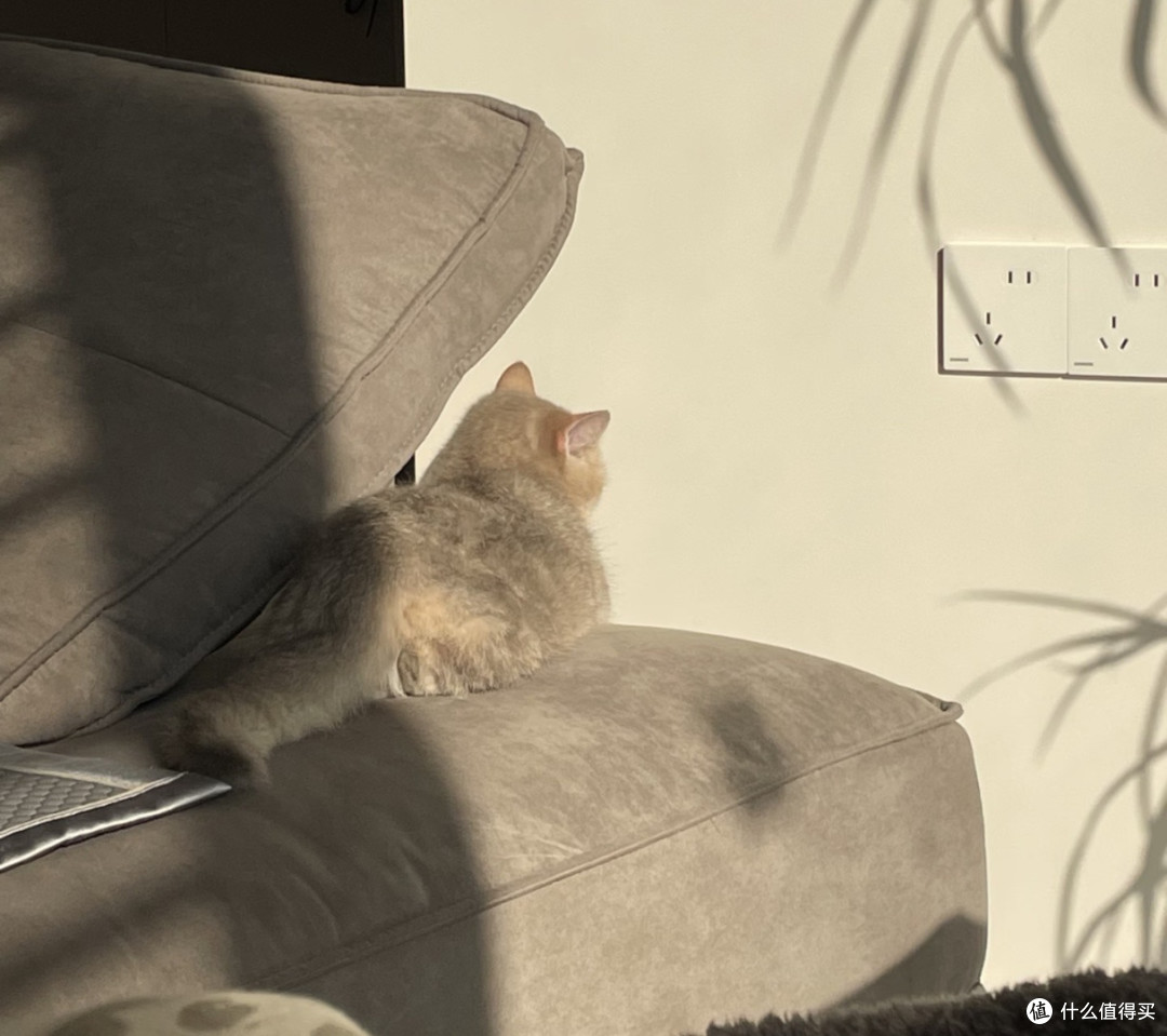 我家猫真的很会生活 跟着小懒猫，学会好好和自己和解