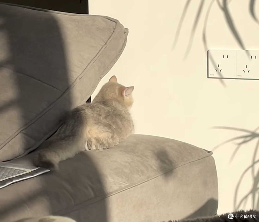 我家猫真的很会生活 跟着小懒猫，学会好好和自己和解
