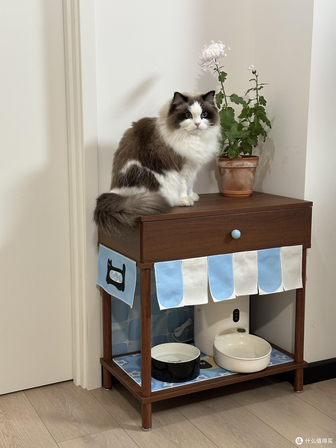 养猫需用心：专属生活体系