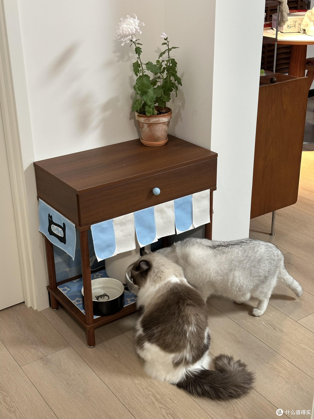 养猫需用心：专属生活体系