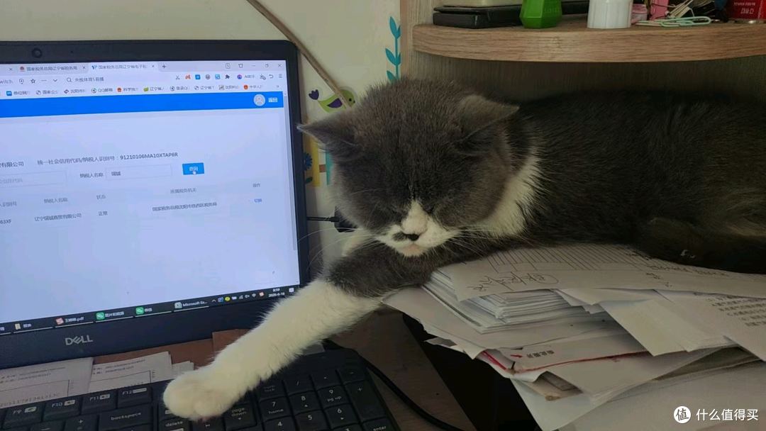 猫星人的陪伴