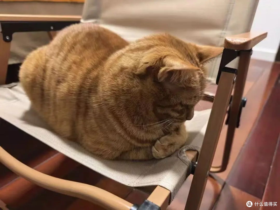 优质猫粮助力猫咪健康成长