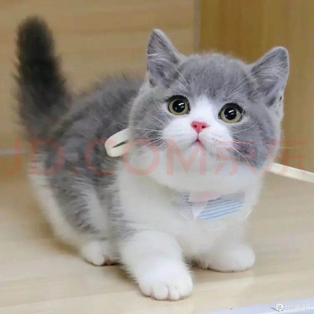 软乎乎矮脚英短,治愈我所有疲惫的居家小宝贝