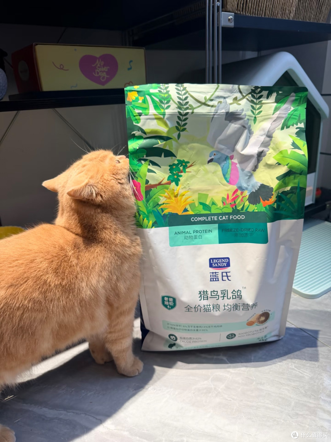 谁懂!蓝氏猎鸟乳鸽猫粮把我家猫喂成小猪