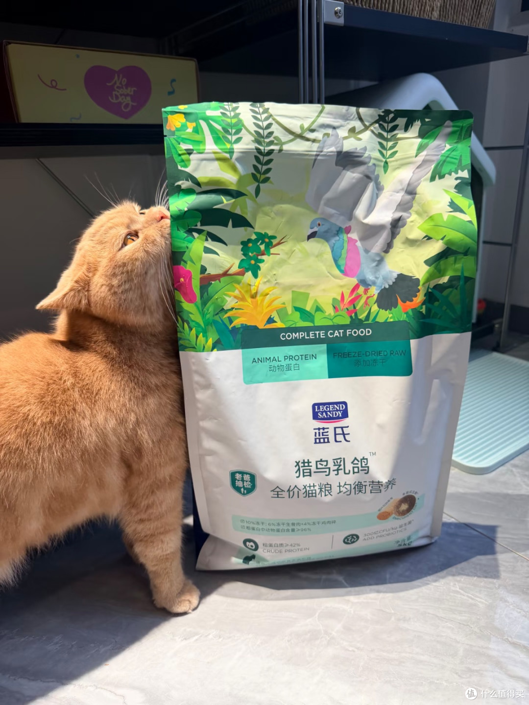 谁懂!蓝氏猎鸟乳鸽猫粮把我家猫喂成小猪