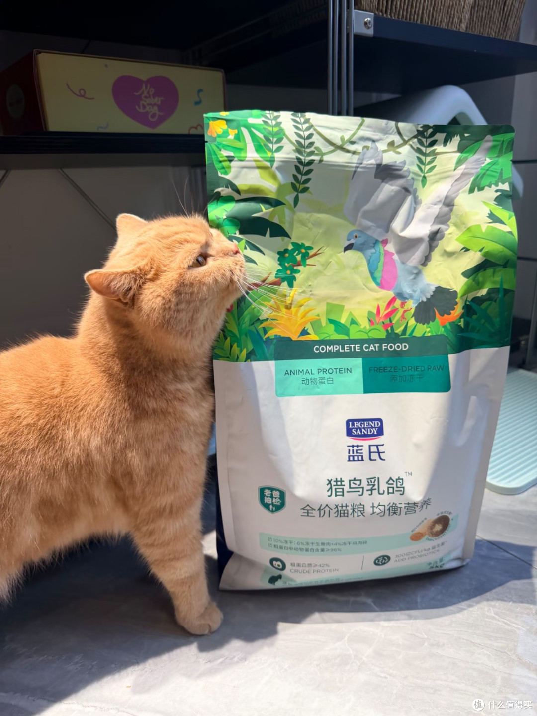 谁懂!蓝氏猎鸟乳鸽猫粮把我家猫喂成小猪