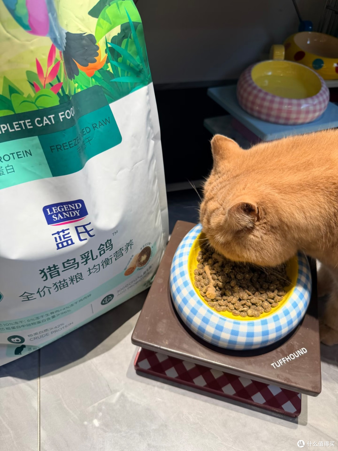 谁懂!蓝氏猎鸟乳鸽猫粮把我家猫喂成小猪