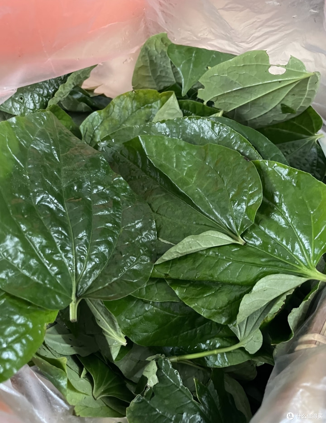 端午至粽香浓!解锁北海五花八门的山海特色粽